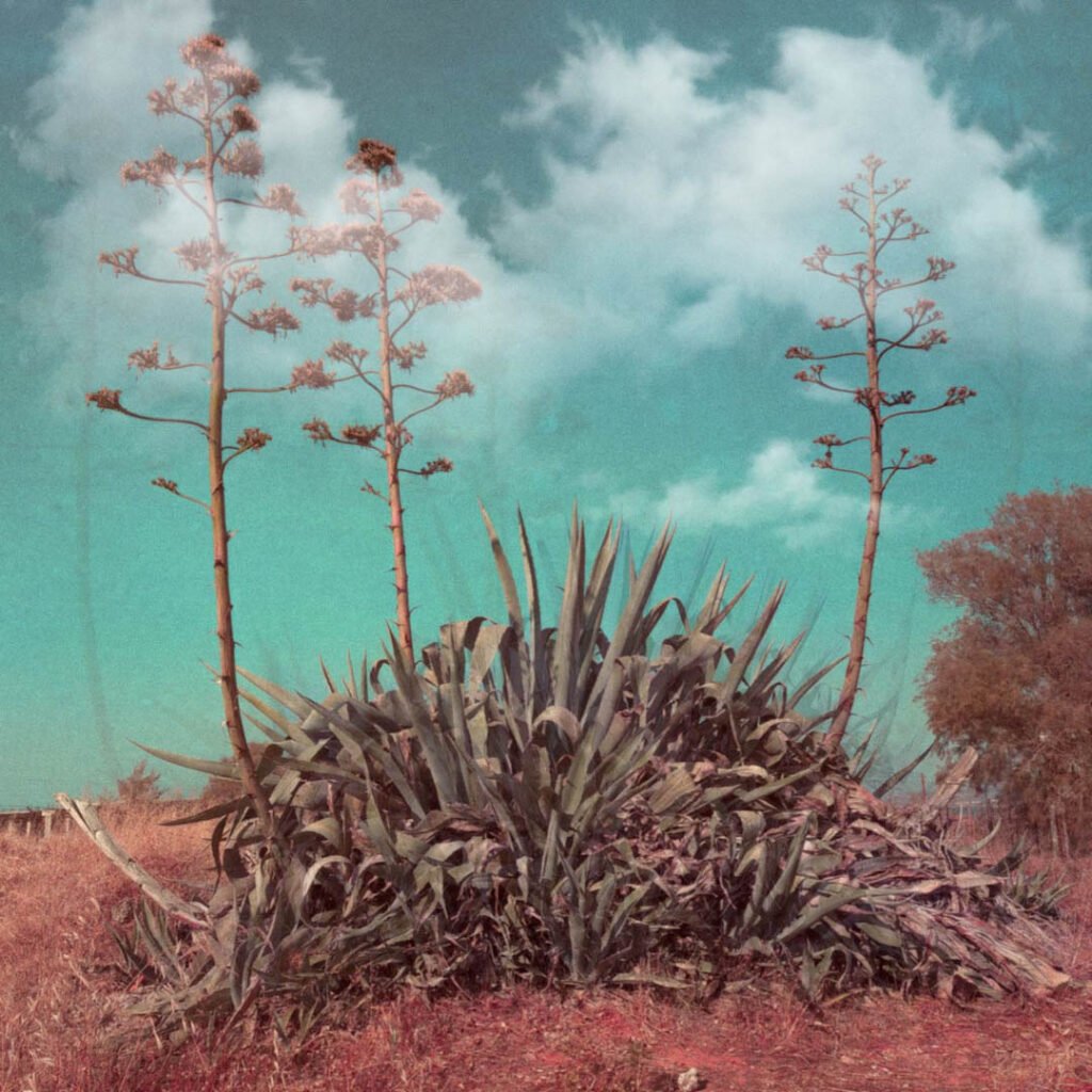 Photographie d'artiste d'un magnifique agave dans un paysage désertique en Crête.