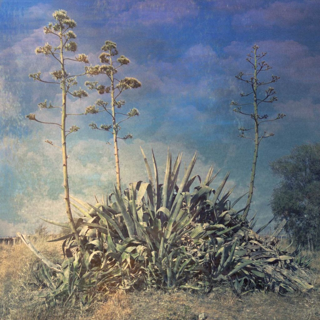 photographie artistique d'une belle plante agave prise en Crête dans un paysage désertique.